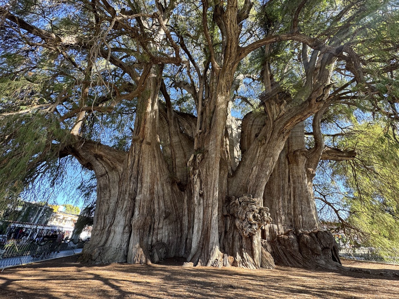 Árbol del Tule, Oaxaca