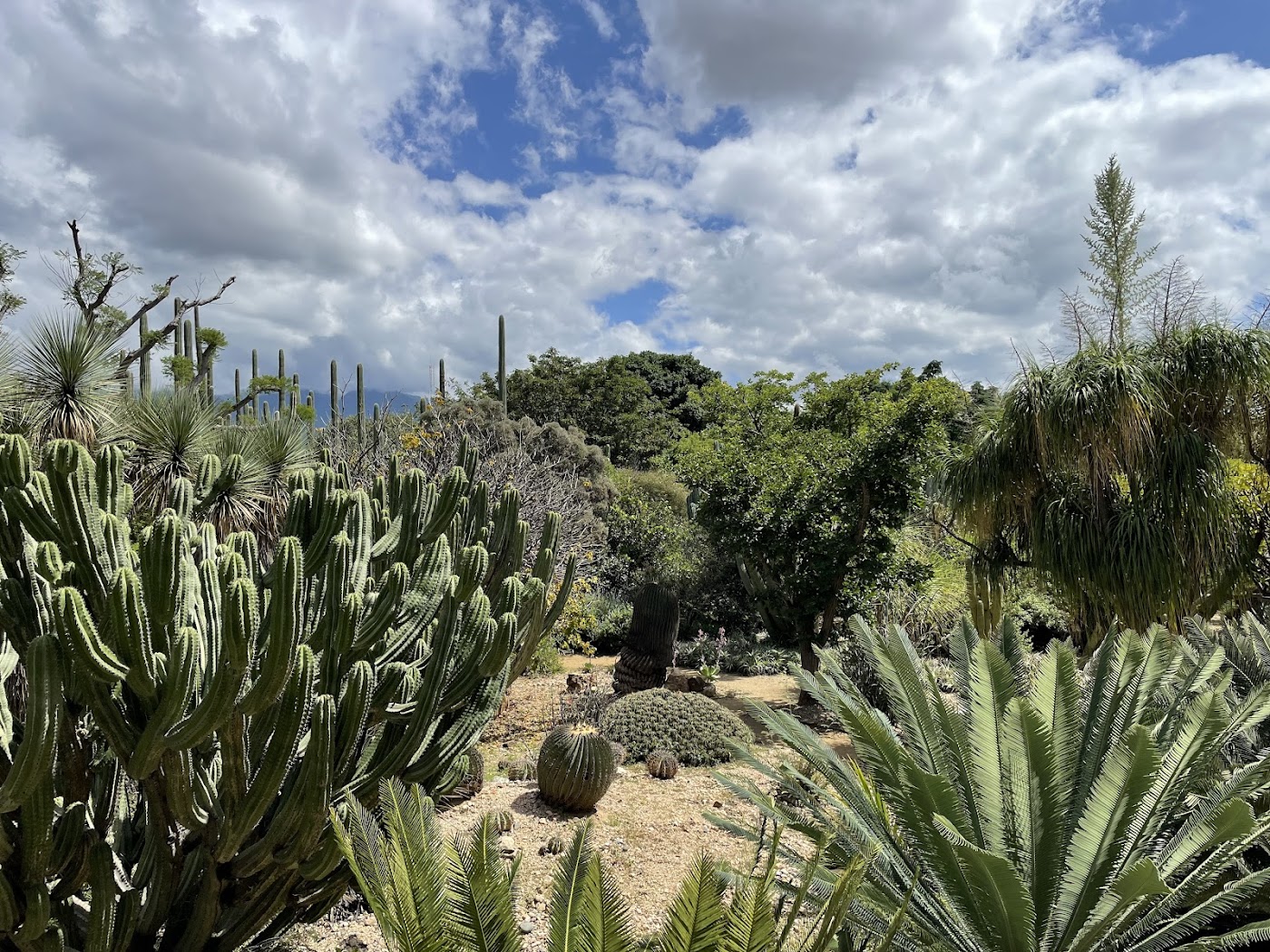 Jardín Etnobotánico, Oaxaca