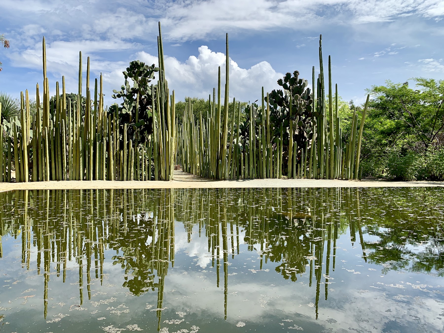 Jardín Etnobotánico, Oaxaca