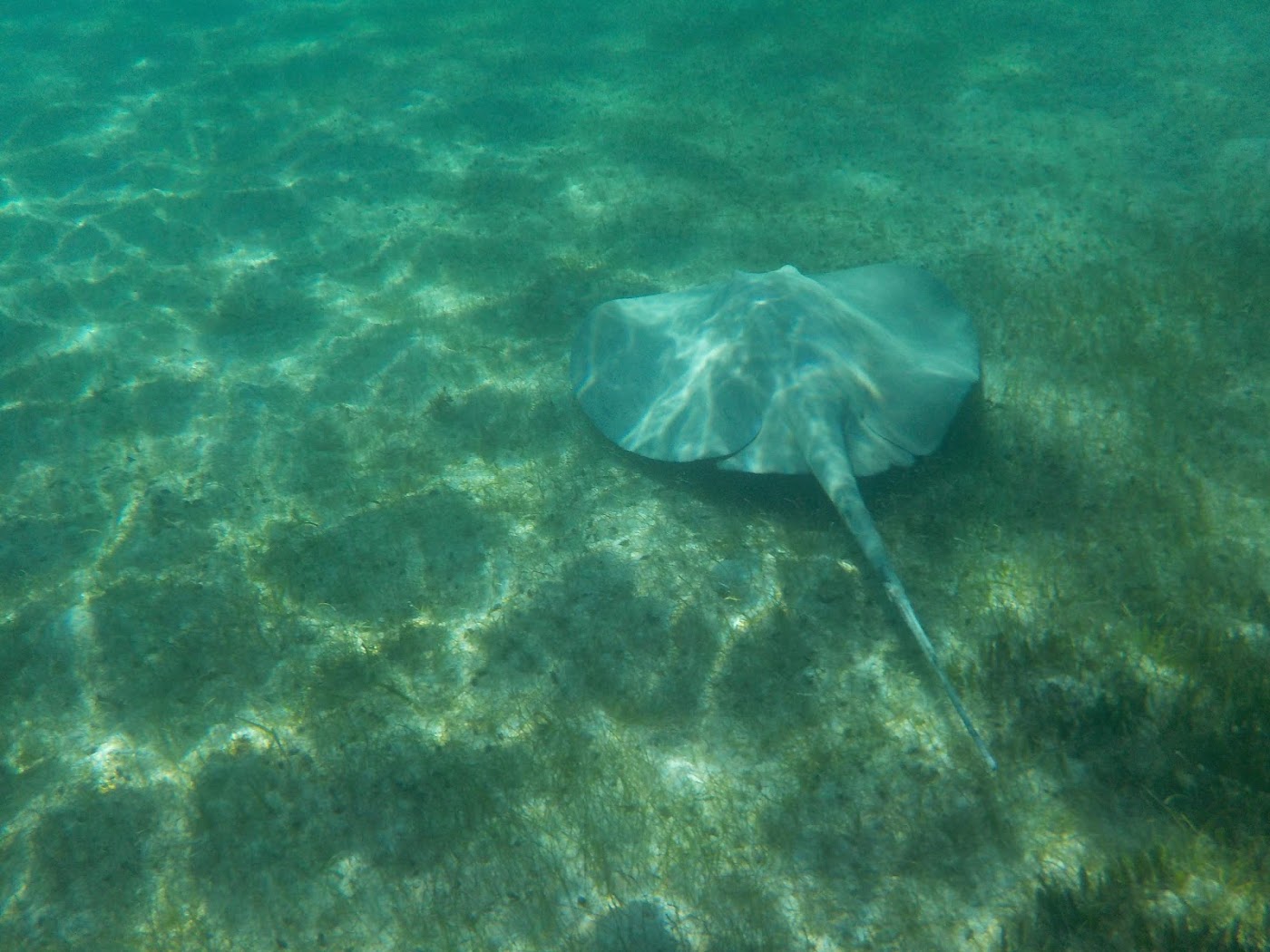 Akumal (nadar con tortugas), Playa del Carmen