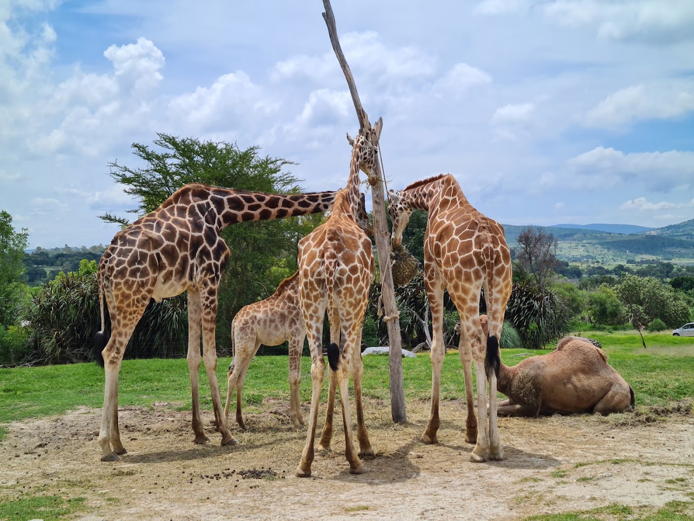 Africam Safari, Puebla