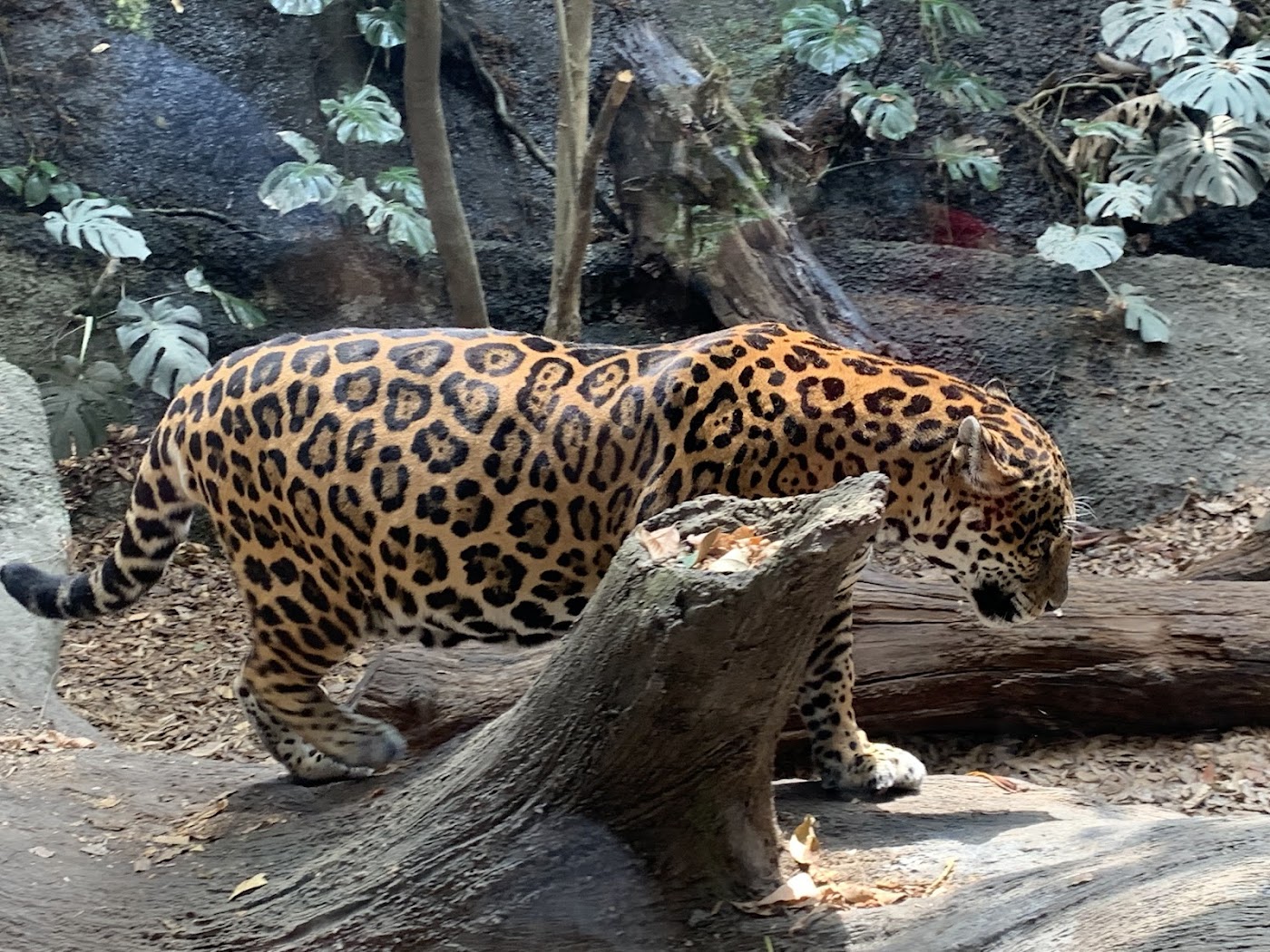 Africam Safari, Puebla