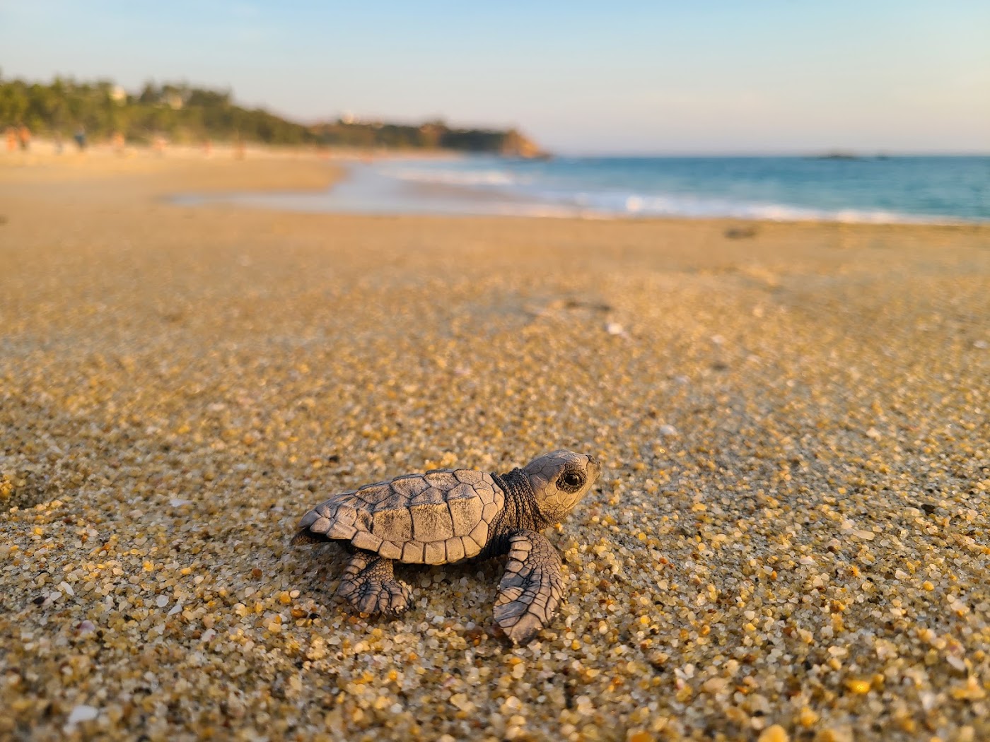 Playa Bacocho, Puerto Escondido