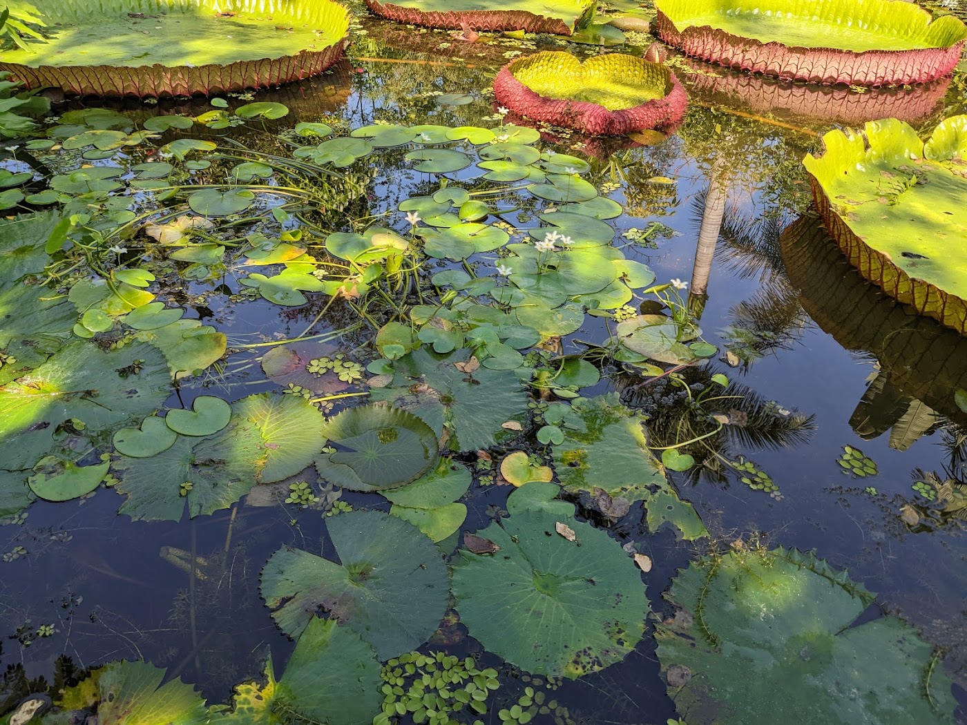 Jardín Botánico de Vallarta, Puerto Vallarta