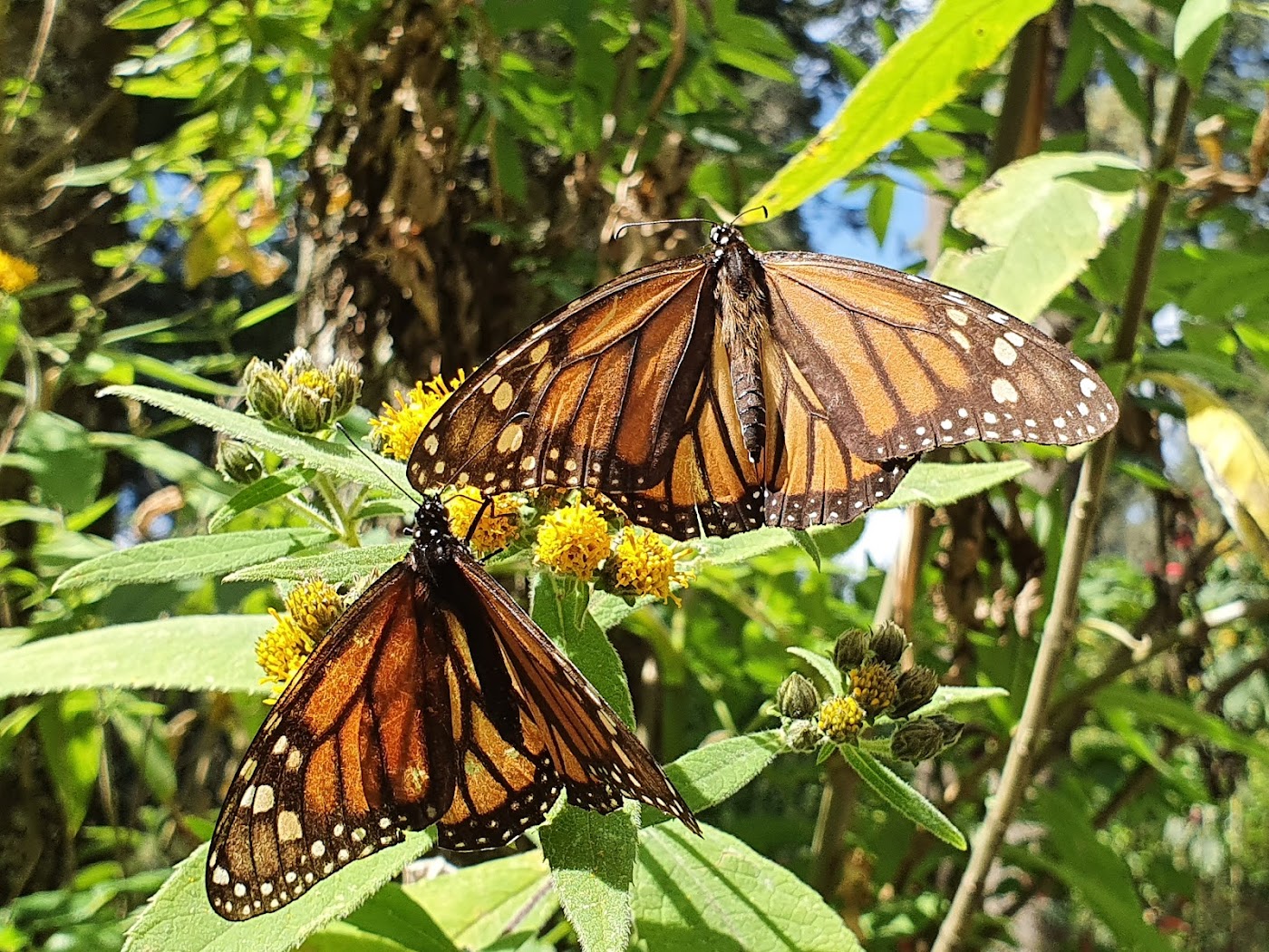 Santuario de la mariposa monarca Piedra Herrada, Valle de Bravo